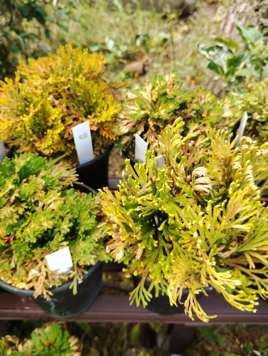 Dally_botanic's tweet photo. 育つのは遅くとも年々確実に大きくなるから巻柏は好き https://t.co/RlhTWC3Vvb