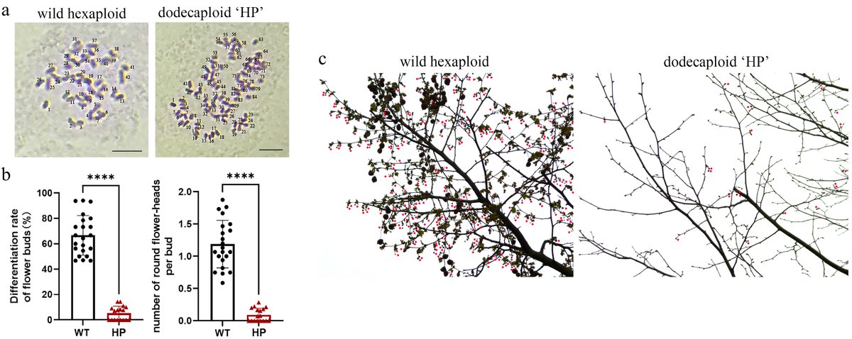HortiPlant's tweet photo. #OPR
New synthetic polyploid Platanus 'Huanong Panlong' shows meiotic defects leading to low pollen viability & fruit set, ideal for allergy-friendly urban landscaping.
@MaximumAcademic @PlantPhys #Platanus #Polyploid
Details: https://t.co/4ZZcdIc2wA https://t.co/J1fSBKhRe4