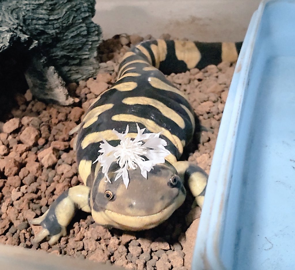 pikaeru_frogs tweet picture