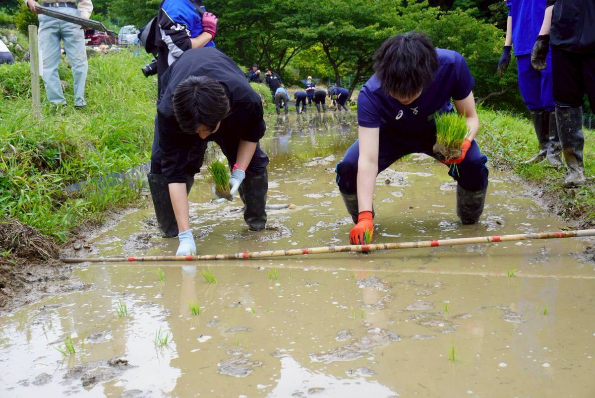 tanada_tu's tweet photo. みなさんこんにちは✨️
今回は5/23〜5/24で田植えを行いました！
常葉大学の畑に手作業で苗を植えました！田植えの作業だけではなく作業で使うものを洗ったりする裏方もバッチリこなしました😆
#石部棚田 https://t.co/PELIrgustX