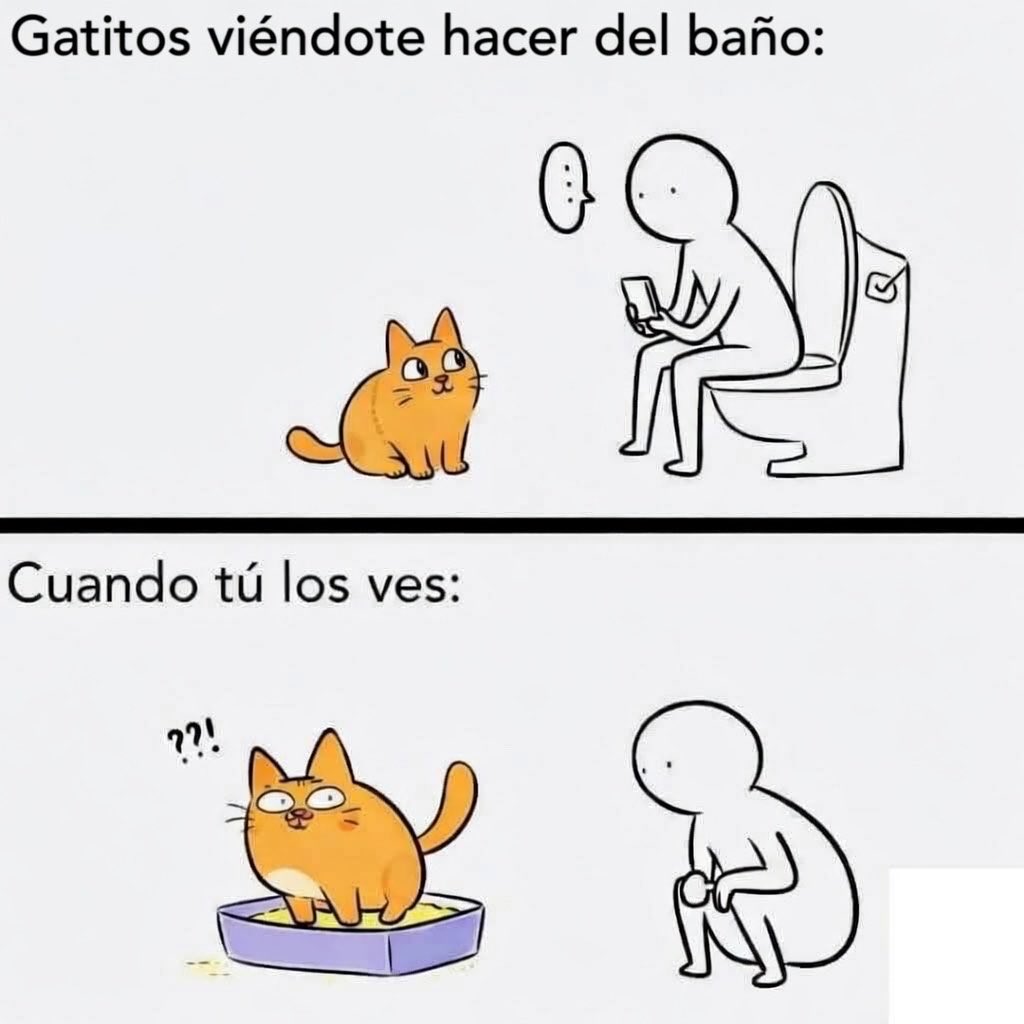 Dilo con gatitoz tweet media