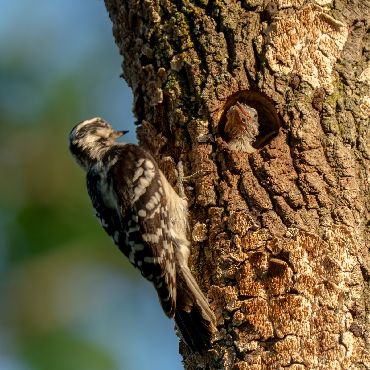 _natastrophe_'s tweet photo. Baby downy woodpecker https://t.co/RZo8siKmRI