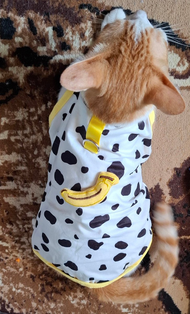 LotusdanCitos's tweet photo. Mett idul adha yaaa moooo🐄🐄🐄 https://t.co/HoWMDQAJZG