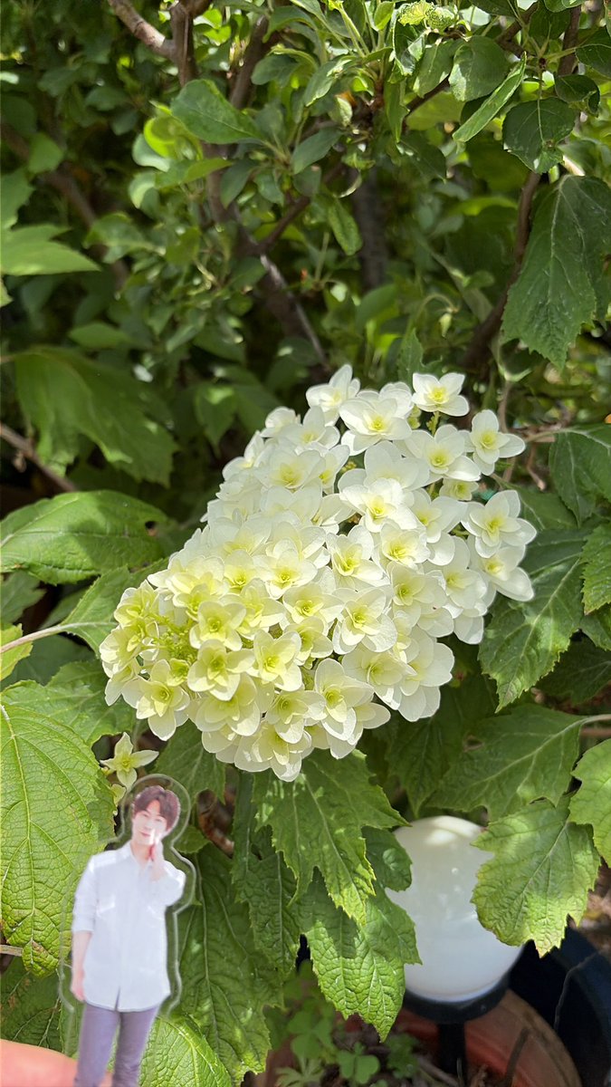 mamtetsu's tweet photo. カシワバアジサイ

鉢植えのカシワバアジサイです
地面に植えようと思いながら
そのままで鉢底から根が
でてしまってます🤣🤣
咲き終わったら今年は地面に
植えようと思います💦

#撮り徹 https://t.co/bwsppLQ4o6