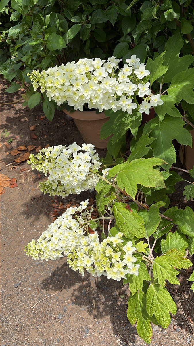 mamtetsu's tweet photo. カシワバアジサイ

鉢植えのカシワバアジサイです
地面に植えようと思いながら
そのままで鉢底から根が
でてしまってます🤣🤣
咲き終わったら今年は地面に
植えようと思います💦

#撮り徹 https://t.co/bwsppLQ4o6