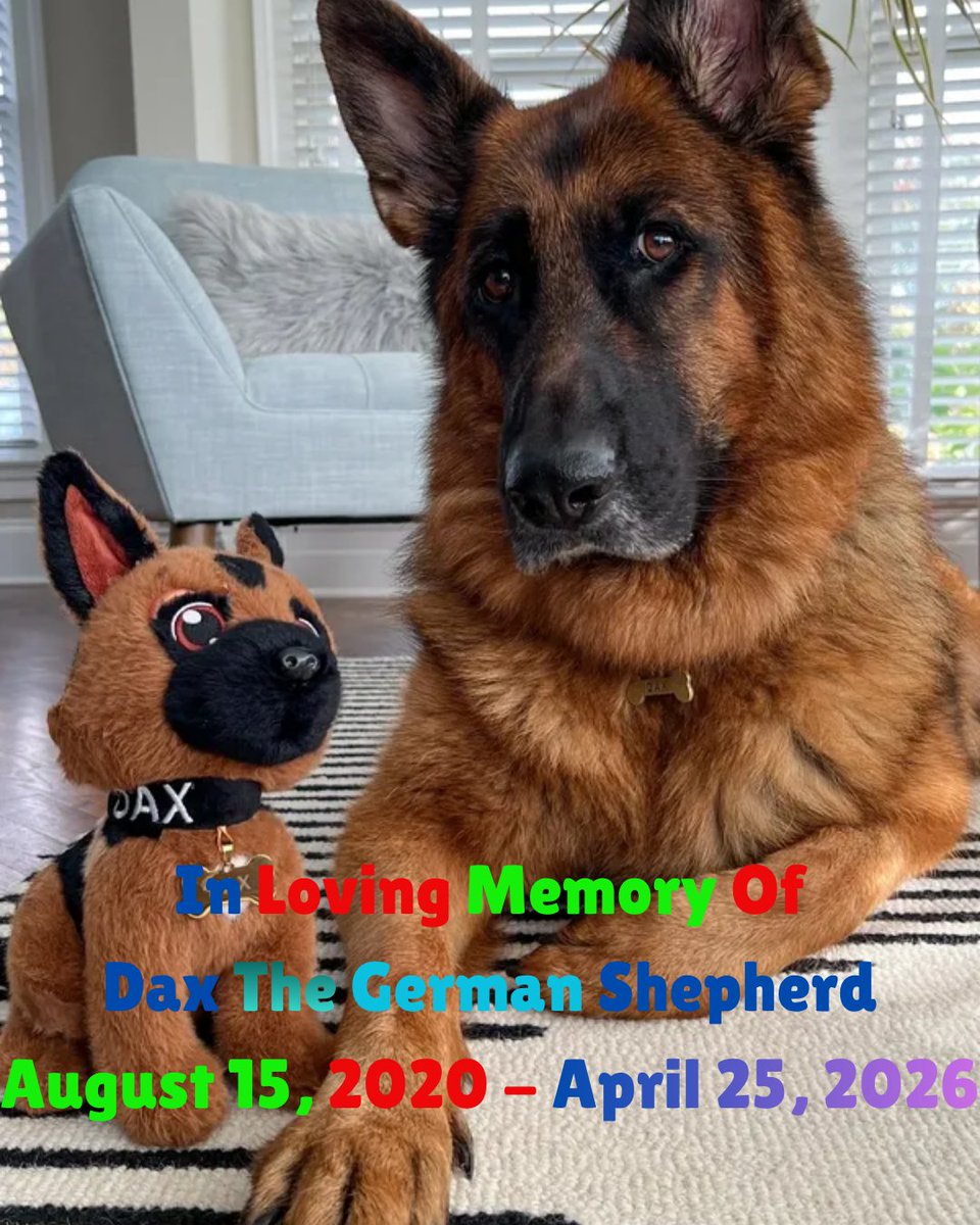 KyleCulpepperYT's tweet photo. A German Shepherd who I was a Huge Fan of Named Dax has sadly Passed Away due to Battling with Health Issues Over a Month ago on April 25. I will Send Max and Tricia Love and Prayers on Instagram 2/2
#Petloss #GermanShepherd https://t.co/2KVhegR01s