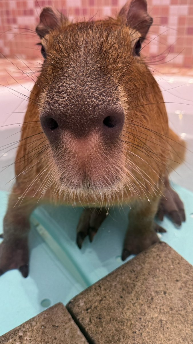 かぴばら 座り方が独特なもぐさん🐀 本日12時より開園いたします！ 当日のご予約