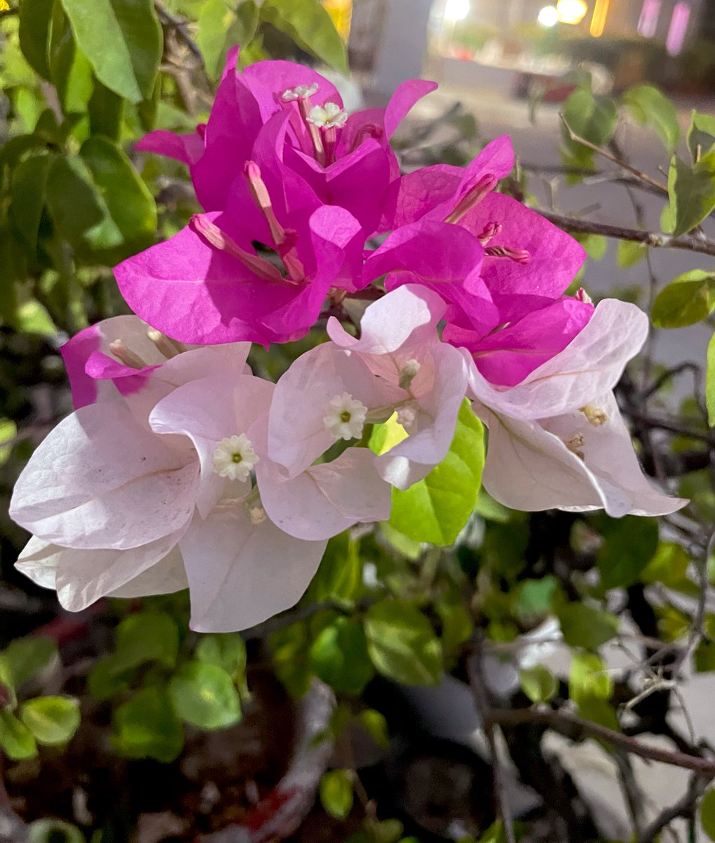 khbrdar's tweet photo. Bougainvillea https://t.co/eEMlbdnAP4
