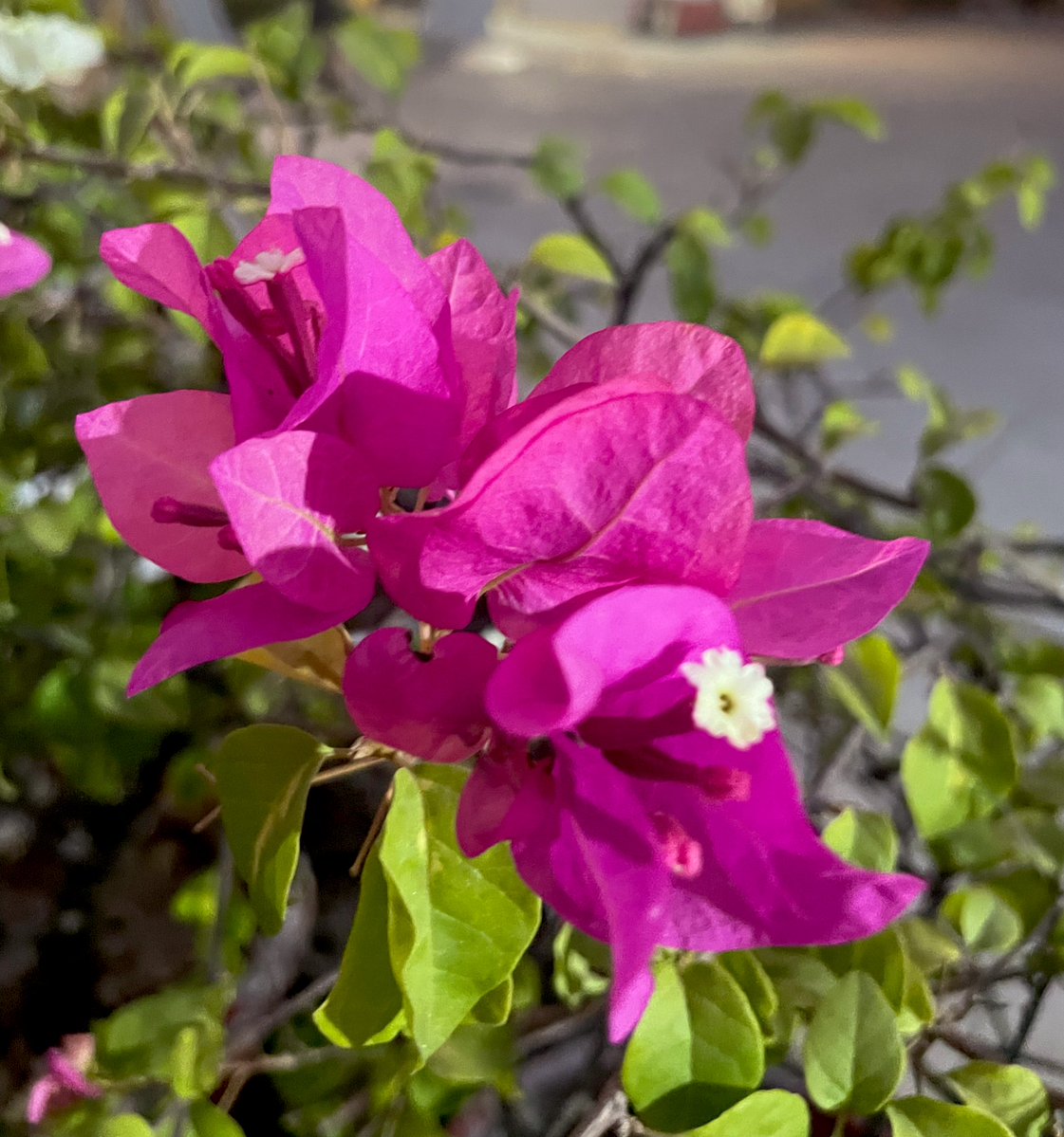 khbrdar's tweet photo. Bougainvillea https://t.co/eEMlbdnAP4