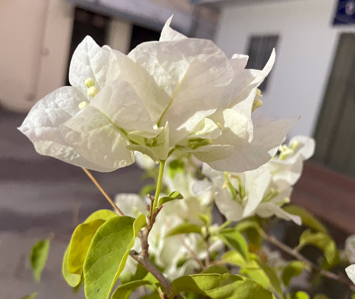 khbrdar's tweet photo. Bougainvillea https://t.co/eEMlbdnAP4