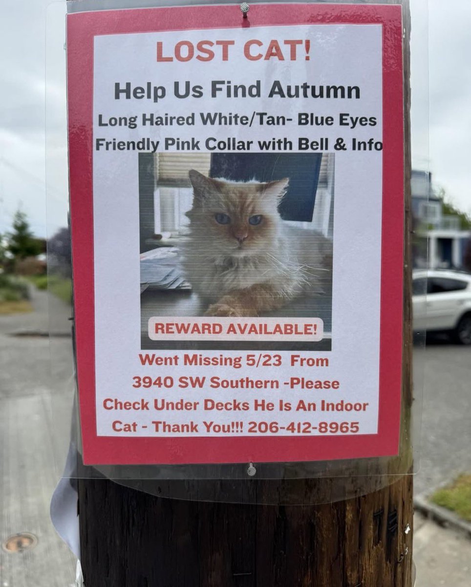 spidertears's tweet photo. Lost cat alert! West Seattle, in and around the Gatewood neighborhood! 

#westseattle #lostcat #seattle #pets https://t.co/GVFdCBxeSg