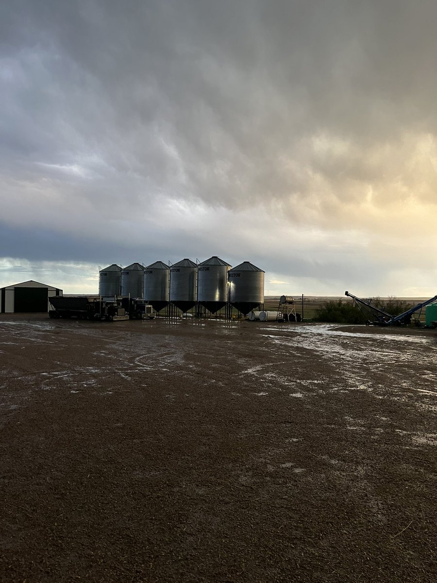 Chrisnoll_Sask's tweet photo. Anyone know what this is laying in the yard. #rain https://t.co/N0WVGGSUgW