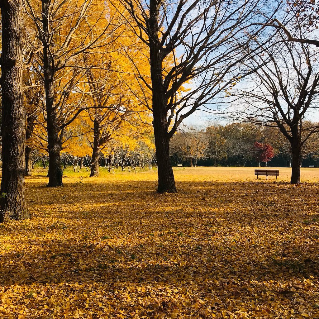 jun_horiguchi's tweet photo. 🍁🔸🍁🔸🍁🔸🍁🔸

https://t.co/PyBHlrgfAe

#photos #nature #yellow #autumn https://t.co/oTniRWsRIp