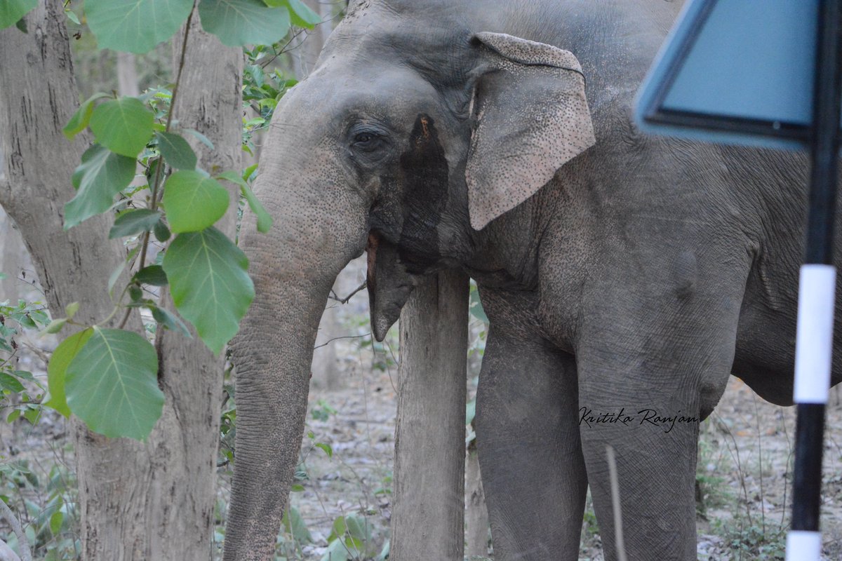 KritikaRanjan6's tweet photo. A Bull in Musth captured right outside the Jhirna Zone gate. #Makhna #Musth #AsianElephant #Corbett #IndiWild #wildlife #nature #wildlifephotograpy #ElephantsofIndia @corbett_gov @rameshpandeyifs https://t.co/IKxaYivqUW