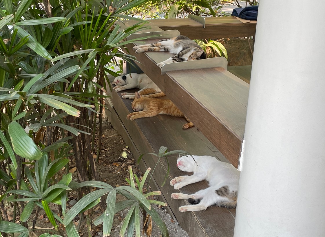 T. Saito🇯🇵🇵🇭🐈 tweet media