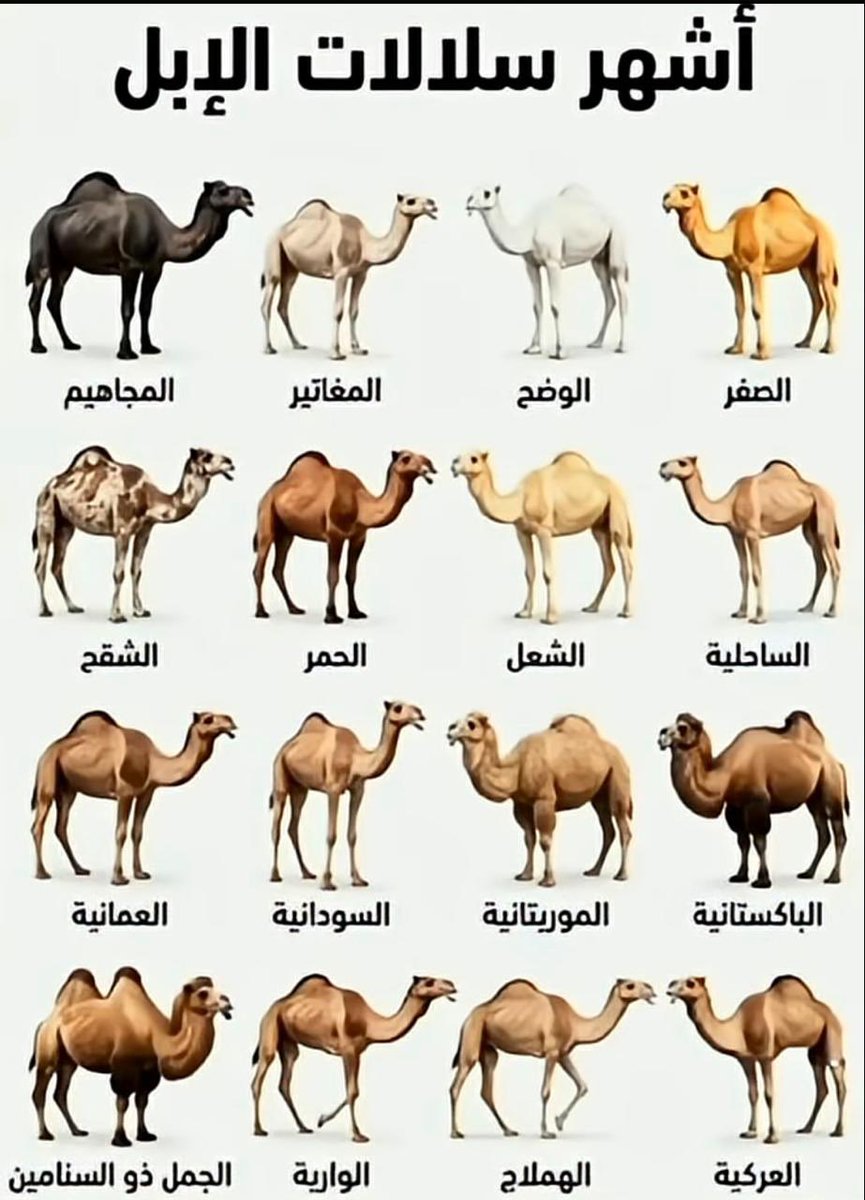 ابن زيد tweet media