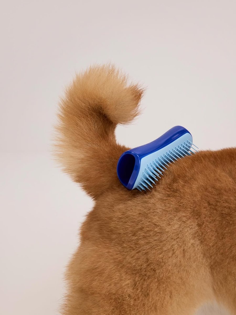 LaylaFlaherty's tweet photo. It’s the little things in life.. &amp; sometimes it’s the little moments that say the most ✨

A gentle brush. A patient pause. A happy tail wag 🥰

Pet Teezer by @tangleteezer featuring Kit the Shiba Inu supplied by Urban Paws Agency 💙

#AnimalTalent #HappyPets https://t.co/VNTDpYvYOV