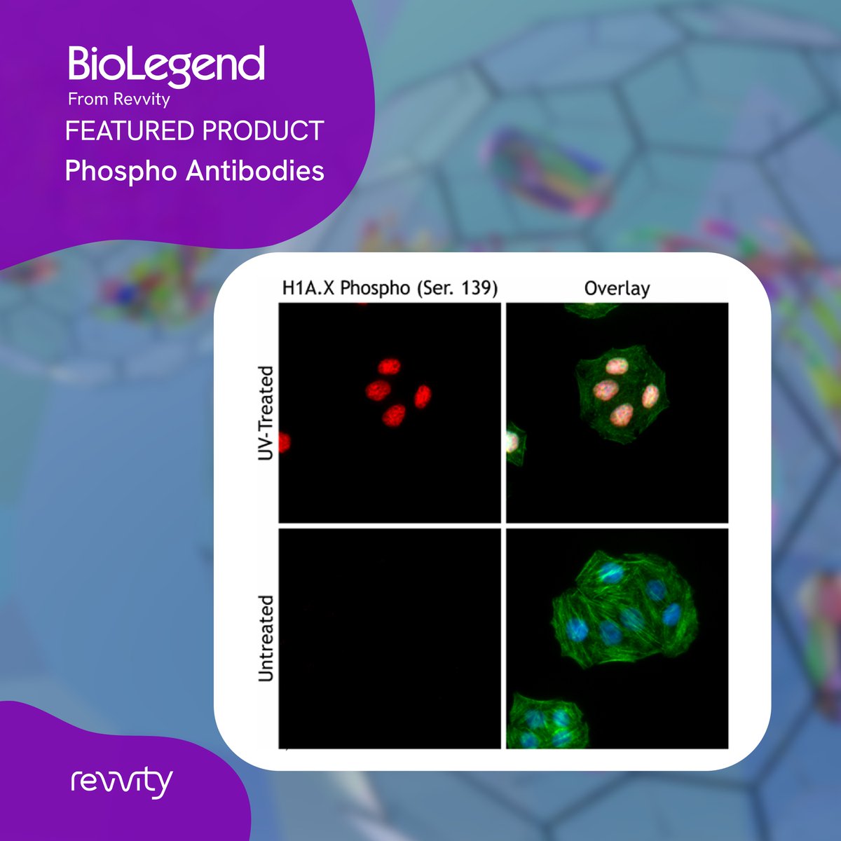 BioLegend's tweet photo. Protein phosphorylation regulates nearly all cellular processes by dynamically modifying protein structure and function. Discover our phospho antibodies to detect this mechanism in flow cytometry, western blotting, and fluorescent microscopy.  https://t.co/V350zzPKMF https://t.co/V0qp7fjDHw
