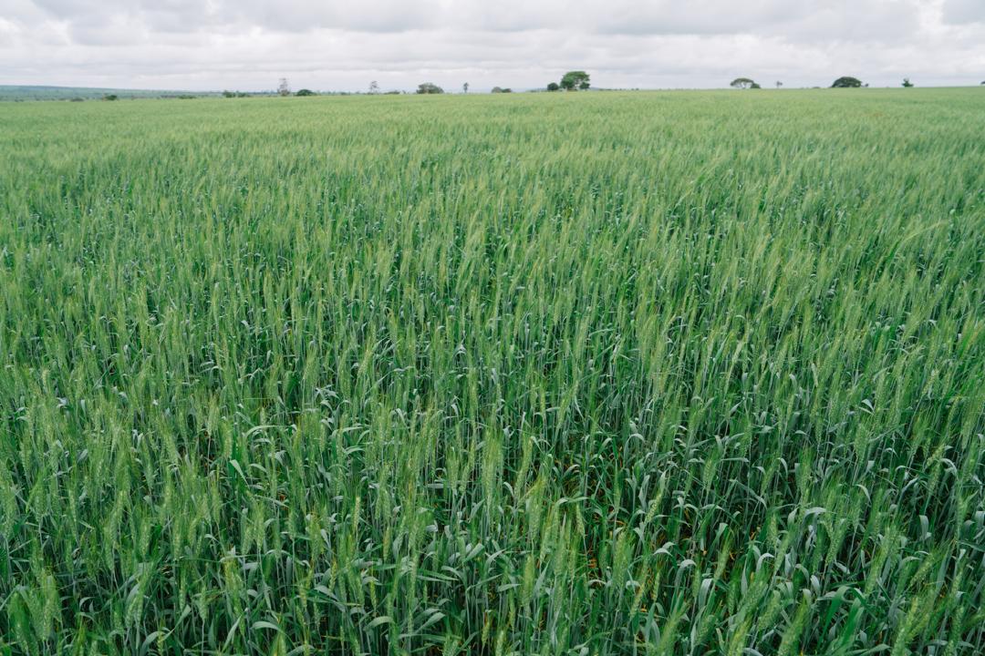 AbiyAhmedAli's tweet photo. The agricultural transformation unfolding in East Borana Zone is a powerful testament to Ethiopia’s journey toward food self-sufficiency!  In this season alone, our hardworking farmers have covered over 176,223 hectares of land, anticipating a massive yield of more than 3.1 million quintals of crops. Through organized cluster farming mobilizing over 101,000 households and utilizing modern tractors, we are turning potential into productivity.  From the vast wheat clusters in Liben District to major harvests of teff, maize, and haricot beans, we are securing our domestic food supply.