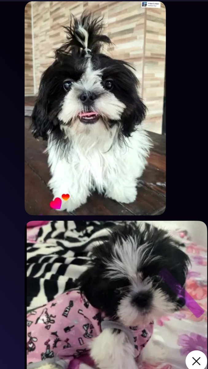 yas_baiana's tweet photo. 04:50 da manhã e o povo discutindo pra ver qual cachorro é mais feiokkkkk
@luisasilva130 @DabliuV @MariaCl84779529 @Bypamela_00 https://t.co/XOuwzFVUrG