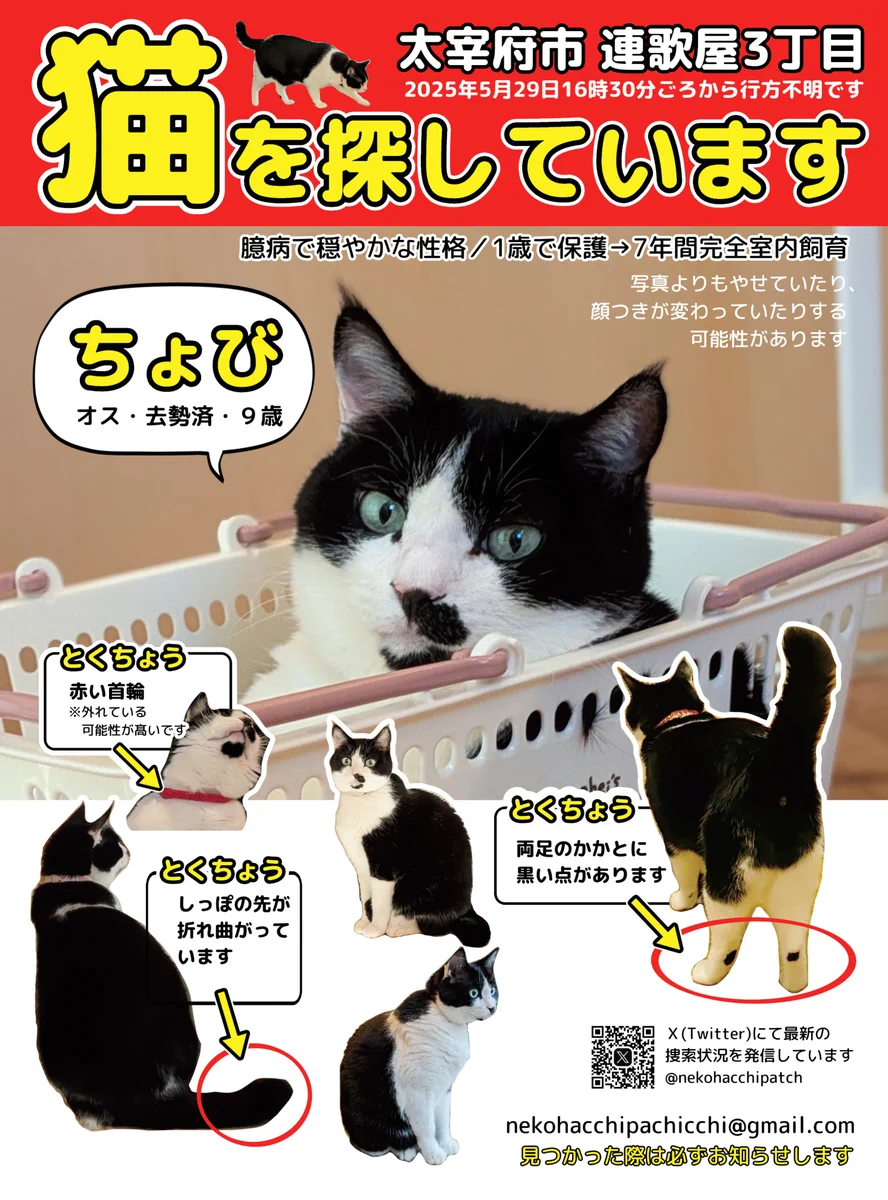 猫のちょびを探しています on X: 