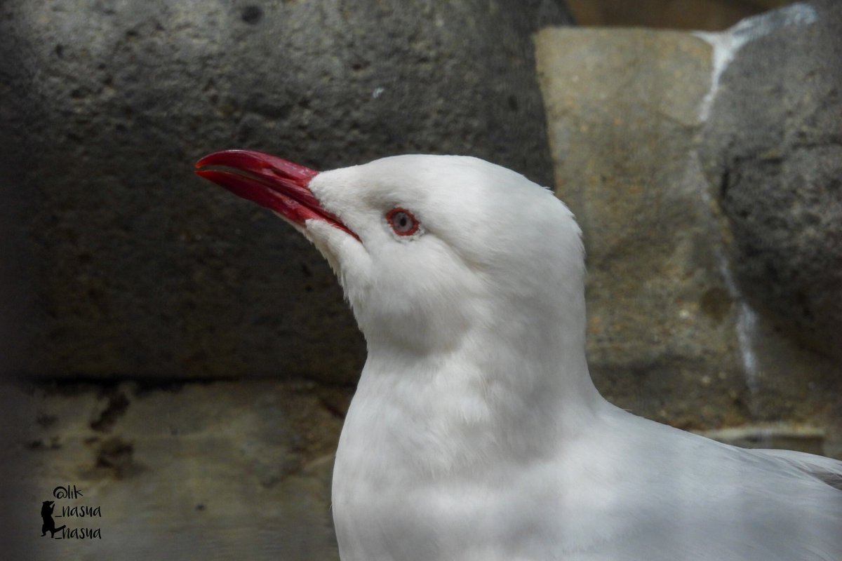 lik_nasua_nasua's tweet photo. そうなんだーって言ってるカモ
#福岡市動物園
#ギンカモメ
#SilverGull https://t.co/XQZ6QDkIpw