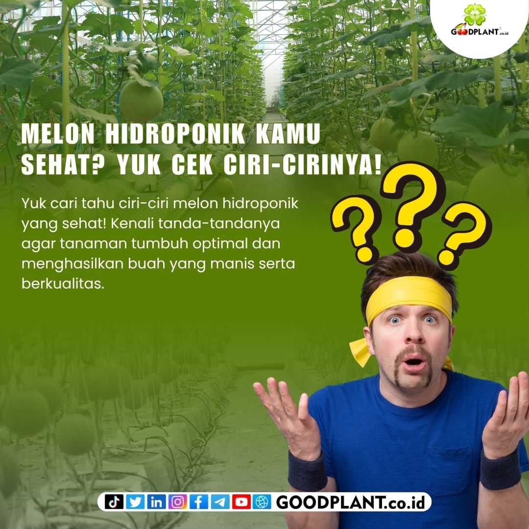 goodplant's tweet photo. 🍈 Melon hidroponik kamu sudah sehat belum? 👀
Yuk cek ciri-cirinya agar tanaman tumbuh optimal dan menghasilkan buah yang manis serta berkualitas! 🌱✨ https://t.co/hi1SGGkFvx