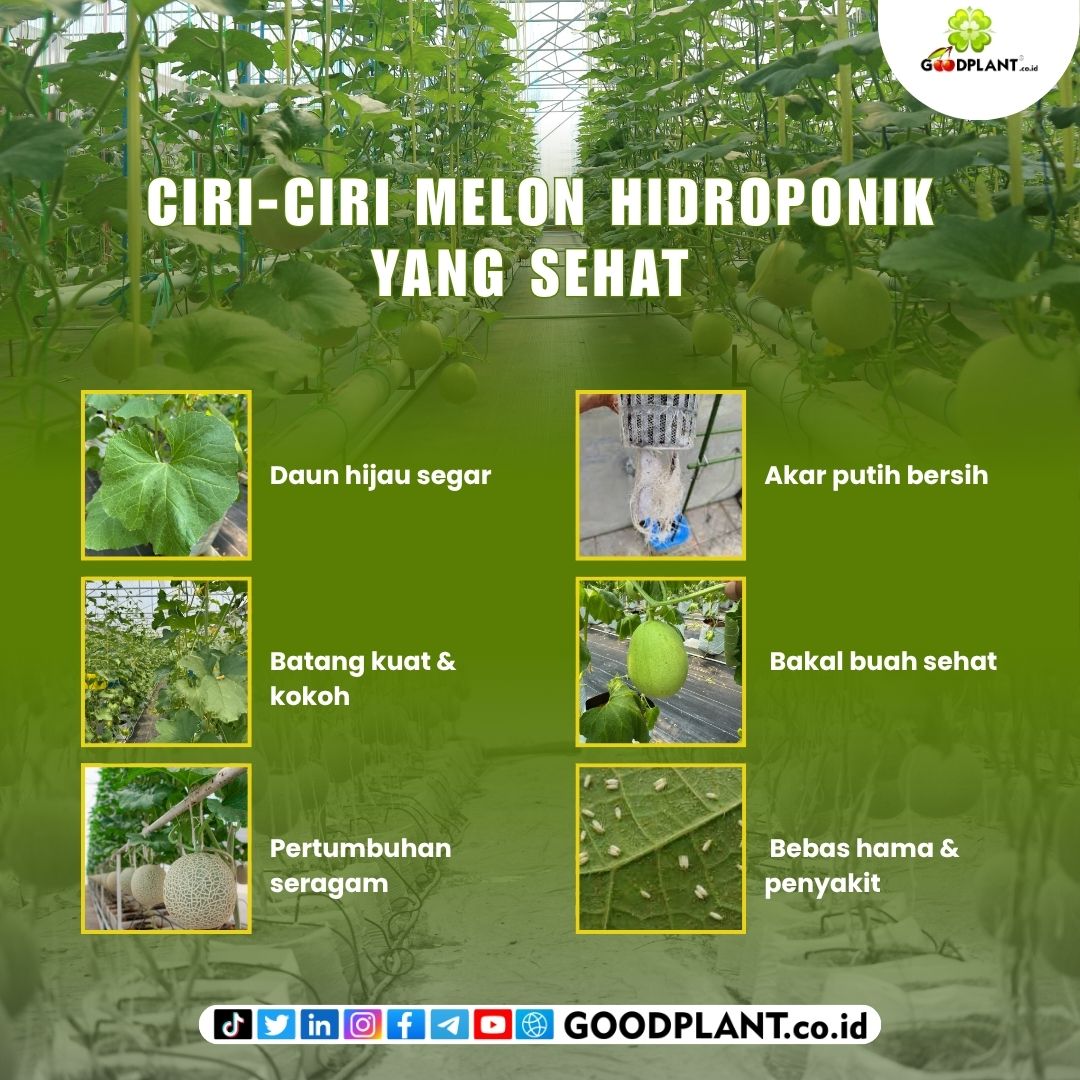 goodplant's tweet photo. 🍈 Melon hidroponik kamu sudah sehat belum? 👀
Yuk cek ciri-cirinya agar tanaman tumbuh optimal dan menghasilkan buah yang manis serta berkualitas! 🌱✨ https://t.co/hi1SGGkFvx