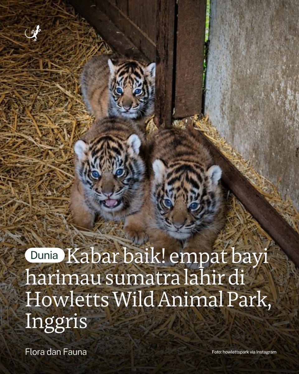 Mongabay Indonesia tweet media