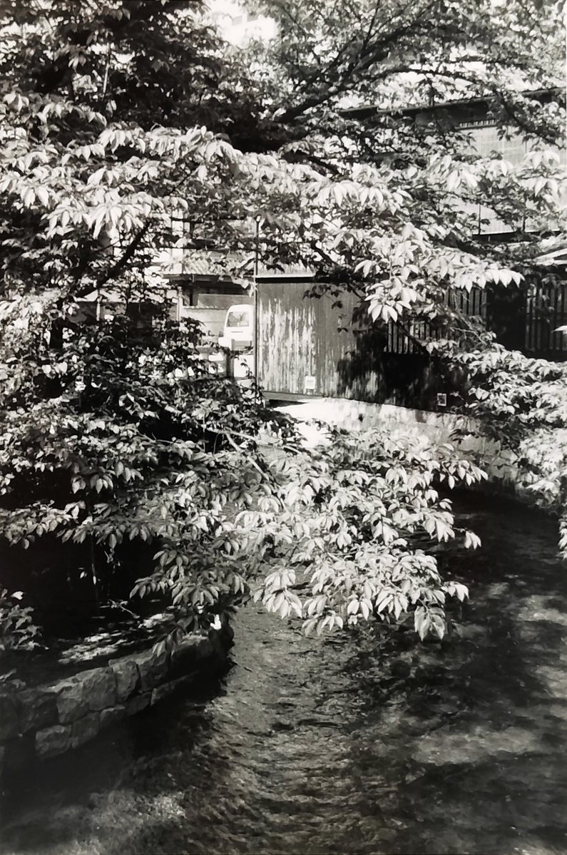 A3_Ripper's tweet photo. 大阪りょこ…出張中の今、比べてみよう祇園白川
今年の桜、25年前の青葉の季節
 1枚目はオリンパス ペンD36mmハーフ、4枚目はヤシカルーキー6×6で
#キリトリセカイ
#写真好きな人と繋がりたい
#ファインダー越しの私の世界 https://t.co/zOJnSEhkb0