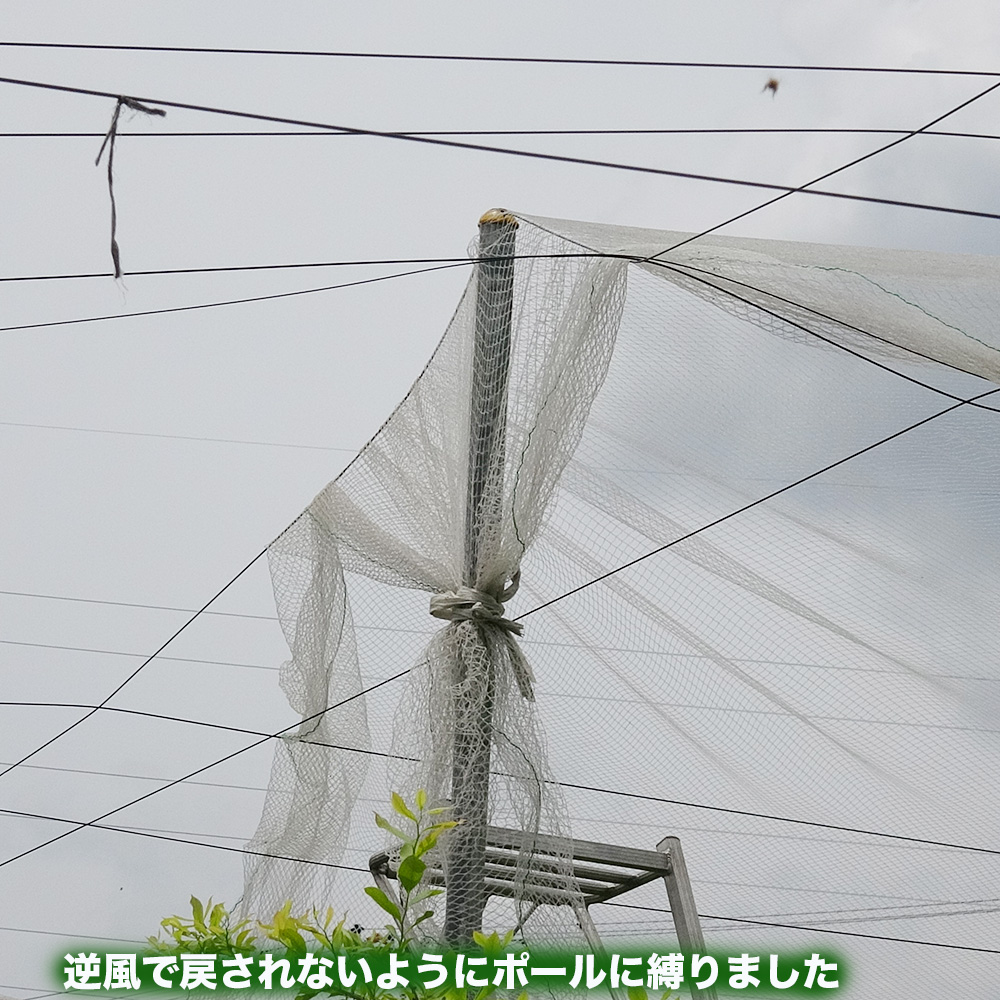 29da104's tweet photo. YouTubeで見たウリハムシ忌避効果のある酢酸カルシウムを作り、500倍で噴霧してみました。噴霧後も何匹か来ていました。青梗菜・レタスを収穫しました。防鳥網張りを始めました。4分の３ほどのところで南風に変わり、逆風のため作業中止。逆風で戻されないようにポールに防鳥網を縛りました。 https://t.co/OI4WUHgZyu