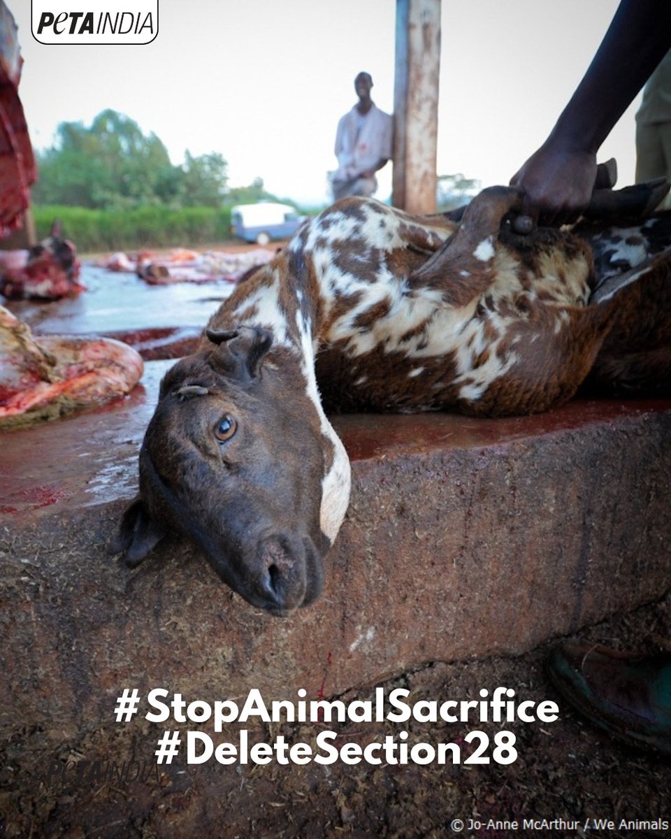 PETA India tweet media
