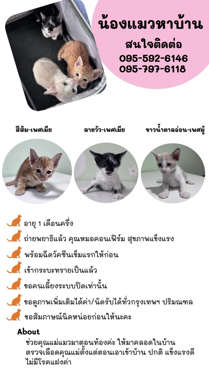 谢黄蓉 วอ-รอ (slow) 🏳️🌈 tweet media