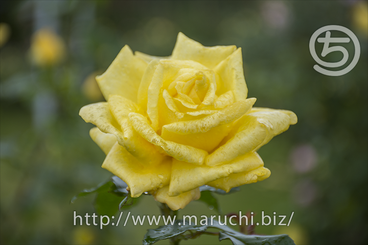 maruchi_202111's tweet photo. 雨の日のバラ花風景写真と、macOSアップグレード後の不具合と試行錯誤の話。https://t.co/aLufg0uiVW #花風景写真 #バラ https://t.co/b1w2YB4oyl
