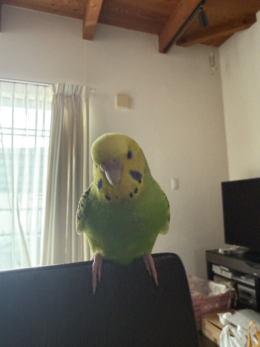 yoshimura_ac's tweet photo. 豊田市で、迷子のセキセイインコを保護された方がいます。とても人慣れしています。心当たりの方はご連絡ください。 https://t.co/g5s45V2Bxe