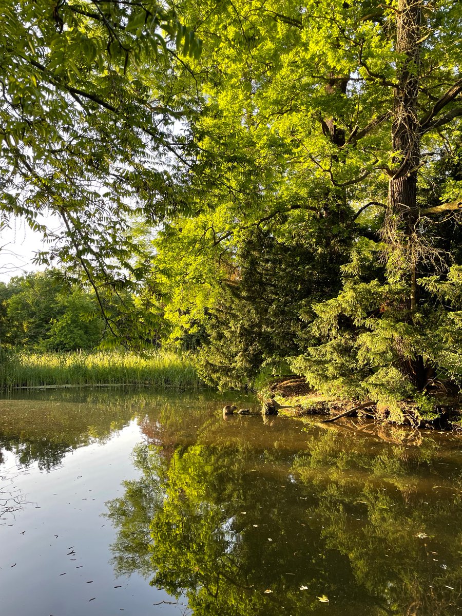 OlaKwiecien3's tweet photo. Not sure whether we spotted a #beaver or a #nutria in the early morning hours at Park #Sanssouci, but it was a lovely encounter 🦫💦🌳🌿☀️🙂 https://t.co/DuPFojYVrD
