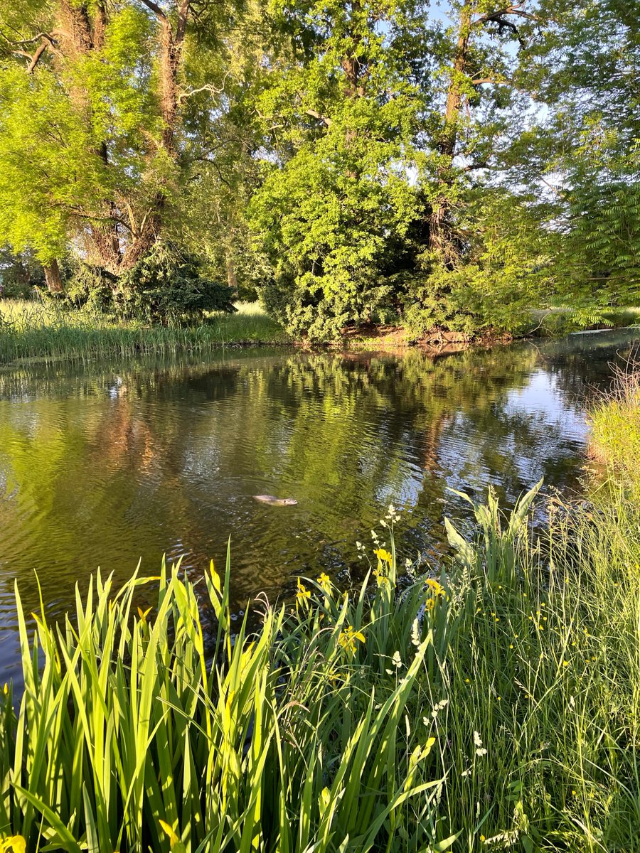 OlaKwiecien3's tweet photo. Not sure whether we spotted a #beaver or a #nutria in the early morning hours at Park #Sanssouci, but it was a lovely encounter 🦫💦🌳🌿☀️🙂 https://t.co/DuPFojYVrD