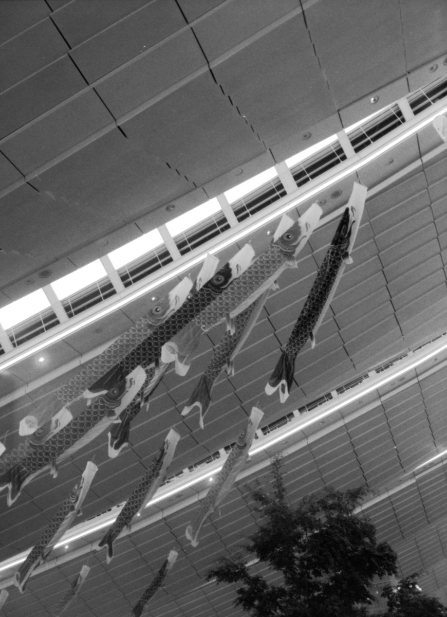 syashin_rensyuu's tweet photo. 鯉幟
5月上旬 17時頃
Olympus PEN D3
Lucky Film SHD100
D-76
20℃ 1+1 12:00
#OLYMPUS
#PenD3
#乐凯
#LuckyFilm
#自家現像 https://t.co/rxG5uYCUHh