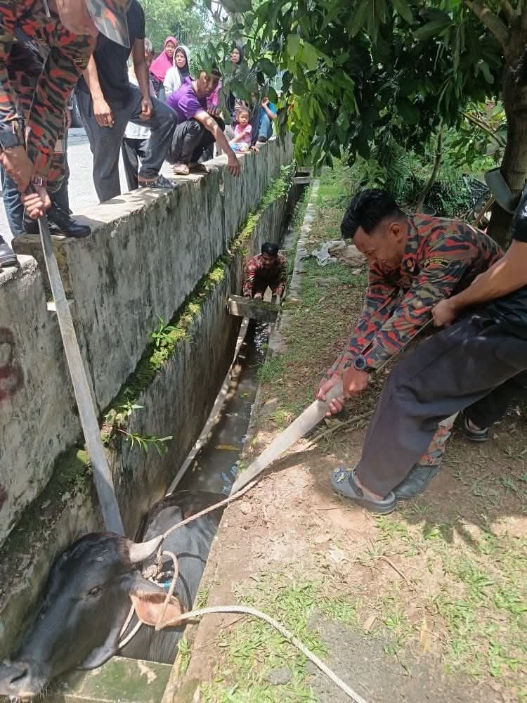 mynewshub's tweet photo. Bomba Selamatkan Lembu Seberat 250kg Jatuh Dalam Longkang Di Subang Bistari

Oleh Mynewshub 

SHAH ALAM – Seekor lembu seberat kira-kira 250 kilogram berjaya diselamatkan pasukan bomba selepas terjatuh ke dalam longkang di kawasan Blok Pangsa Indah, Jalan Suria U5/103A, Subang Bistari, tengah hari semalam.

Dalam kejadian sekitar jam 12.05 tengah hari itu, pasukan dari Balai Bomba dan Penyelamat (BBP) Sungai Buloh menerima panggilan kecemasan berkaitan khidmat khas menyelamat haiwan.

Seramai enam anggota bersama sebuah jentera FRT Sitrak kemudian digerakkan ke lokasi dan tiba kira-kira 10 minit kemudian.

Komander Operasi, PBK I Rosdi Hainan berkata, setibanya di lokasi pihaknya mendapati seekor lembu telah terjatuh ke dalam longkang sedalam kira-kira tiga kaki.

Menurutnya, operasi menyelamat dilakukan dengan memasang tali webbing pada badan lembu sebelum haiwan itu diangkat keluar menggunakan bantuan forklift seberat 1.5 tan.

“Lembu tersebut berjaya dikeluarkan dengan selamat dan operasi tamat sepenuhnya pada jam 1.05 petang,” katanya.

Beliau berkata, kejadian itu bagaimanapun tidak melibatkan sebarang mangsa atau kecederaan.

Tindakan pantas anggota bomba turut mendapat perhatian penduduk setempat yang memuji usaha pasukan penyelamat membantu haiwan berkenaan.