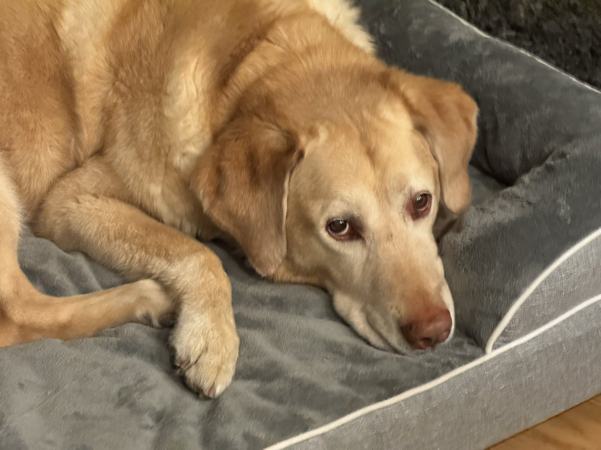 Full Self-Dog (unsupervised) tweet media