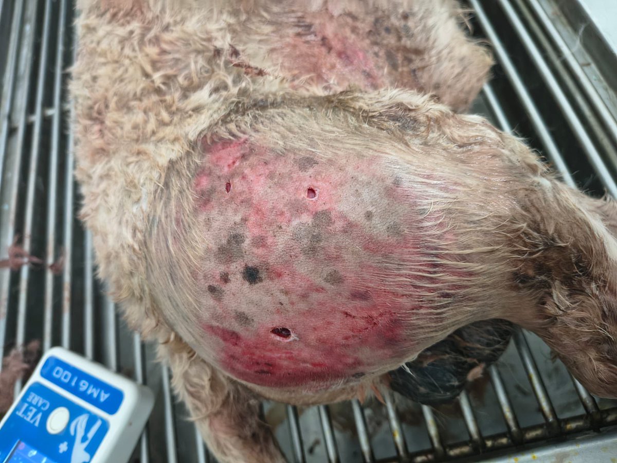 alesav12's tweet photo. El domingo mi perrito fue atacado por otro perrito el cual no tiene dueño , los gastos se nos salieron de las manos y estamos realizando varias rifas con colaboradores al igual dejaré mi núm de cuenta por si gustan hacer una donación 
Adjunto más fotos en los comentarios https://t.co/P9SQrahn8J
