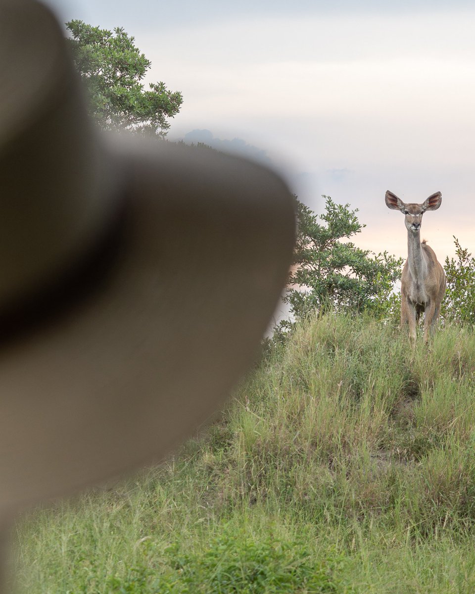 JockSafari's tweet photo. A walking safari at Jock offers a completely different way to experience the Kruger.

Led by trained guides, Wilderness Walks allow guests to encounter the bush at closer quarters while learning about the vegetation, ecosystems, geology, insects, birds, and animal tracks. https://t.co/St1jfXBbpJ