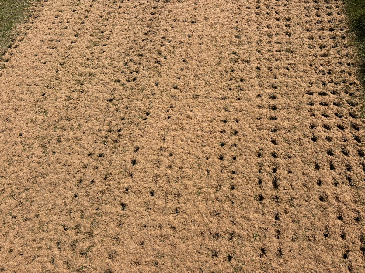 tillersturf's tweet photo. Sand Sprading our Poa Bent after Major Hollow Core Campaign Harvest. https://t.co/4I4nJH9zTx
