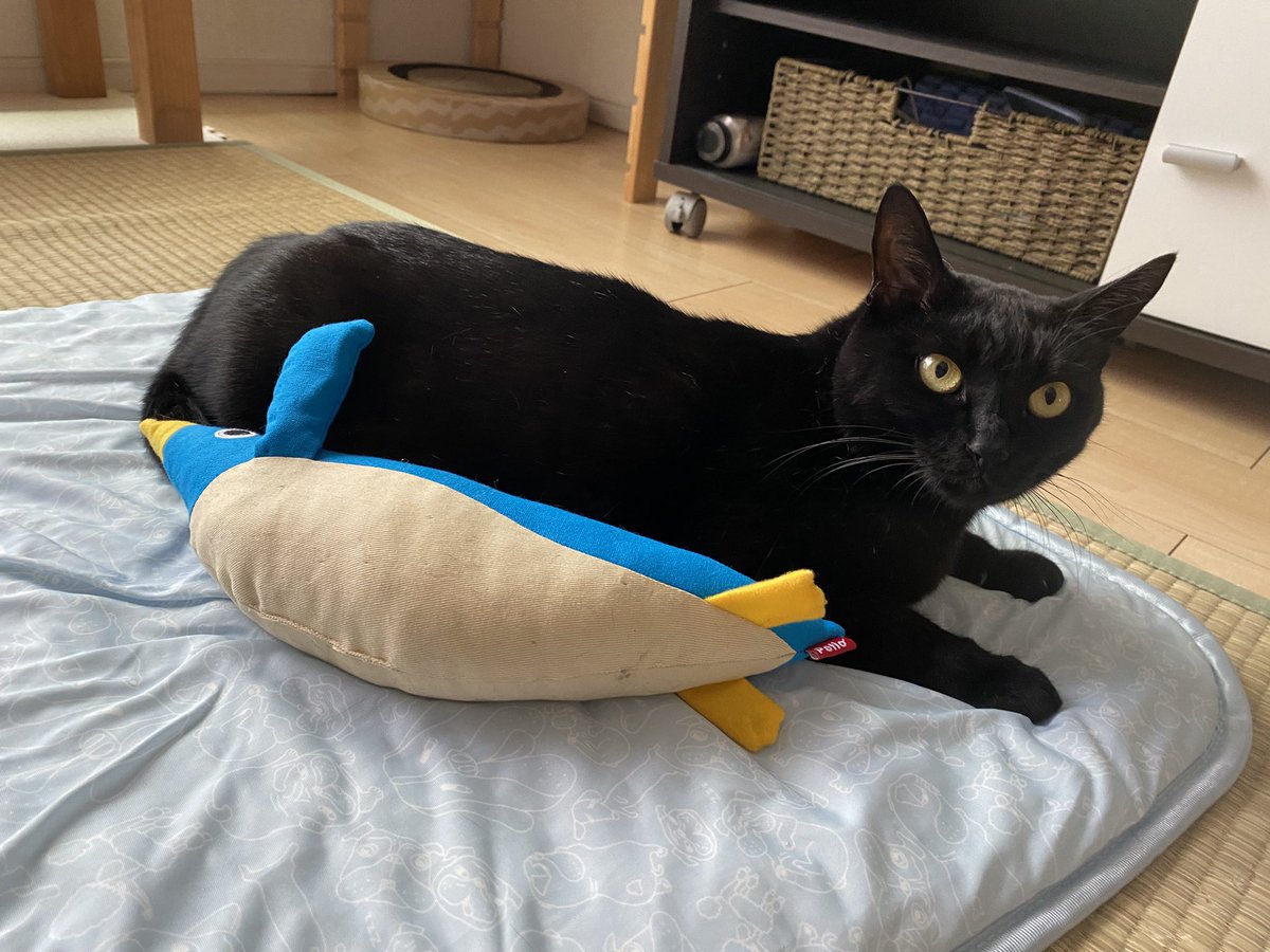 awa_830's tweet photo. おもちゃハラスメント飼い主にドン引き https://t.co/ab38FovXY8