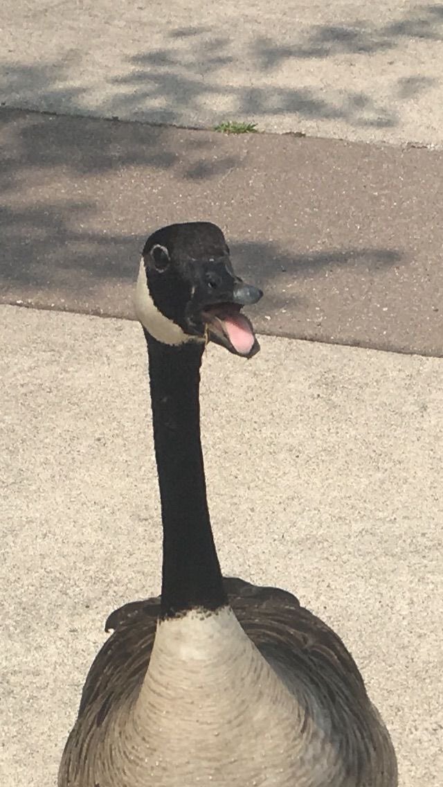 Goose tweet media
