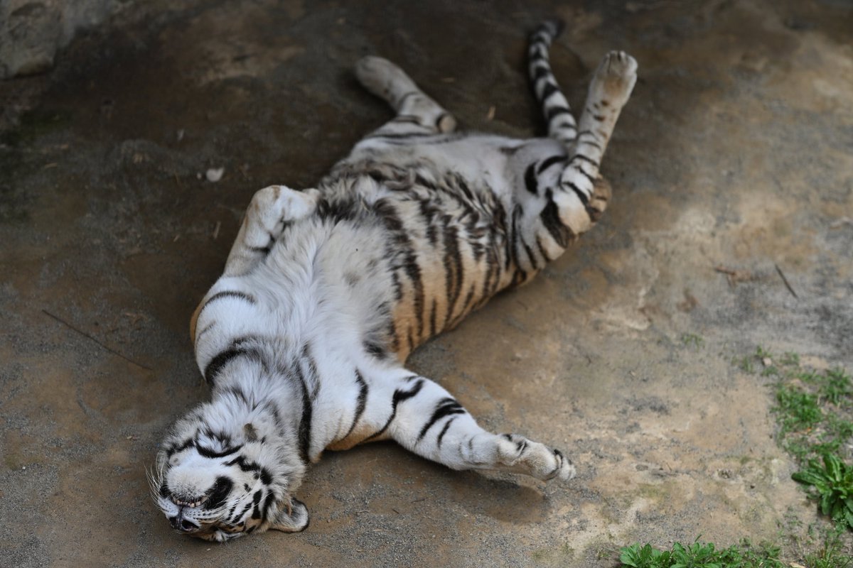 uber_tiger's tweet photo. ねこが落ちてる🐯
#日本平動物園 #アムールトラ ノゾミ https://t.co/ucra6bB1ZL