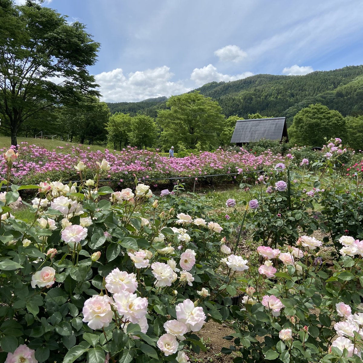 Tanji_Tweet's tweet photo. あづま総合運動公園「香りのバラ園」🌹
福島県福島市 https://t.co/SMREL12EeN