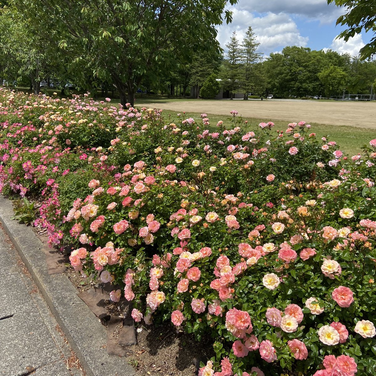 Tanji_Tweet's tweet photo. あづま総合運動公園「香りのバラ園」🌹
福島県福島市 https://t.co/SMREL12EeN