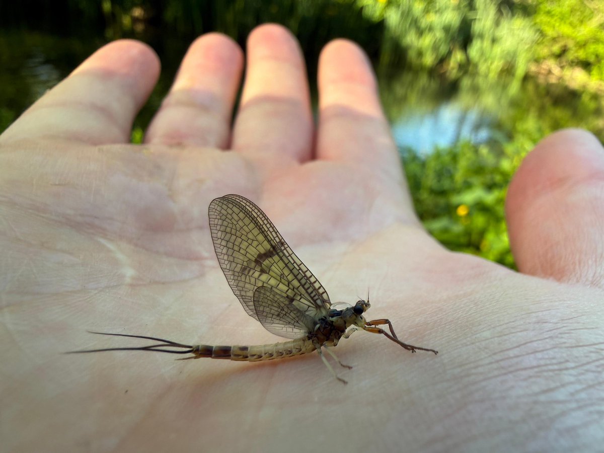 Sedge Flyfishing tweet media