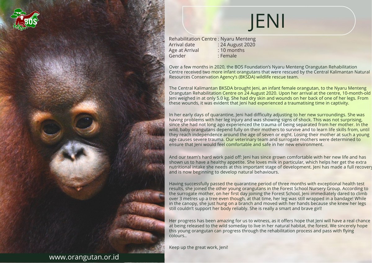 hwanir527's tweet photo. 🎉🐵 In celebration of Kim Jaehwan’s birthday, we officially adopted 1 cute & smart orangutan named Jeni 🧡✨
Thank you for spreading love and kindness together with us 🌿💫
Happy Birthday Kim Jaehwan 🎂💜 

•project by @hwanir527 @Jaenittt

#헬로우_명창강쥐_재환생축
#HELLO_JAEHWAN_HBD
#봄바람처럼_설레는_재환데이
#KimJaehwan #김재환